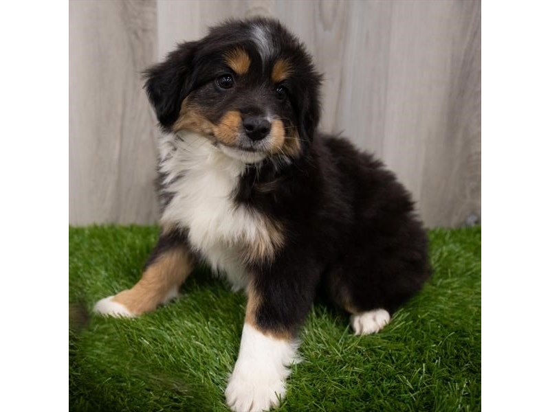 Black and tan mini aussie sale