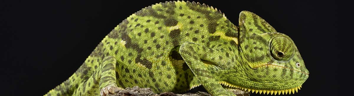 Reptile Supplies