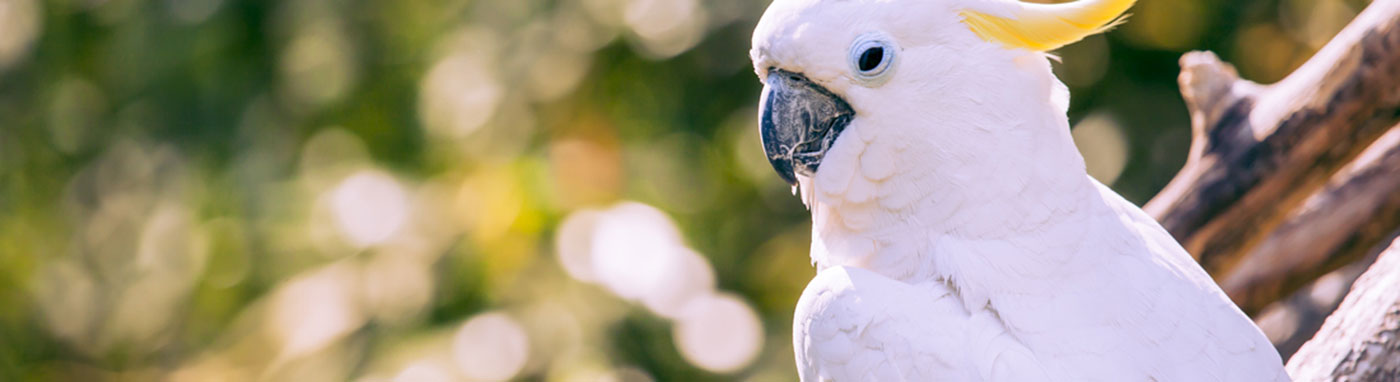 Available Birds