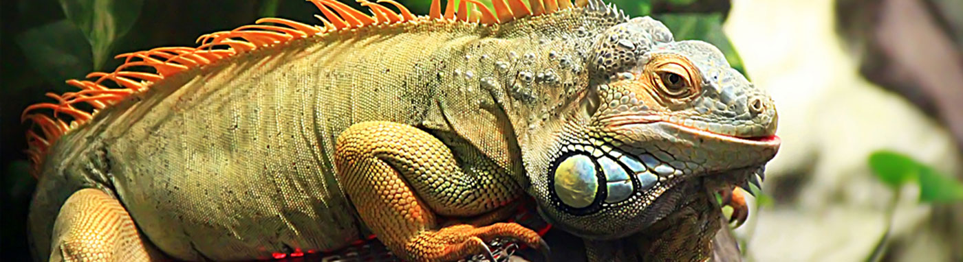 Reptiles