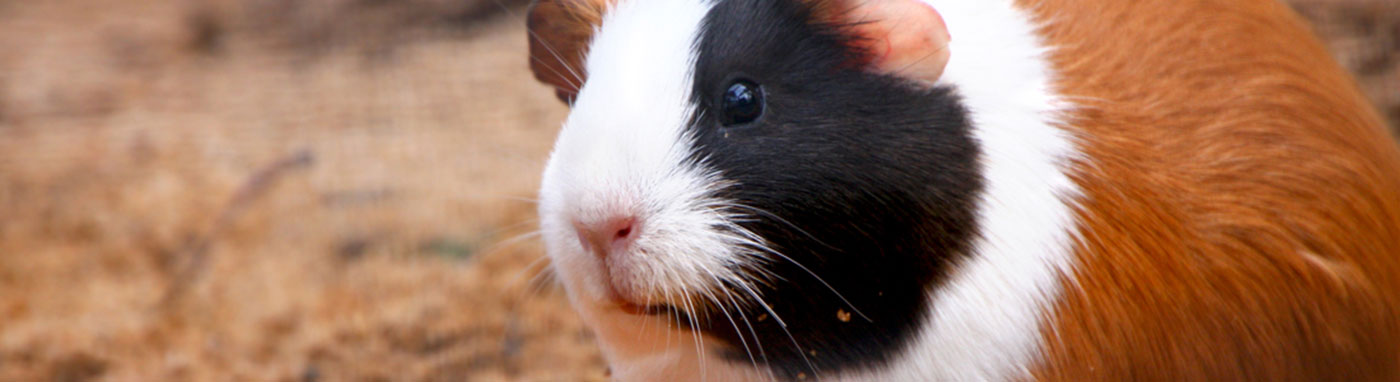 Small Animal Supplies