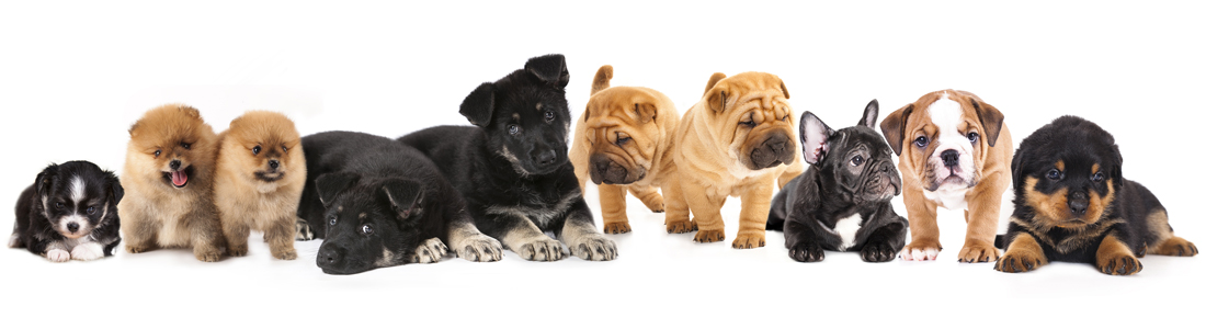 Available Puppies