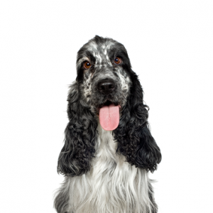 English Cocker Spaniel