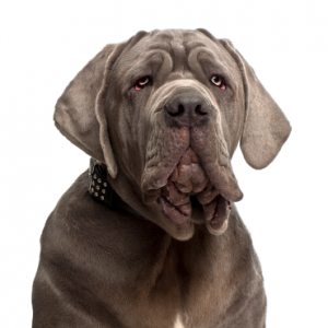 Neapolitan Mastiff