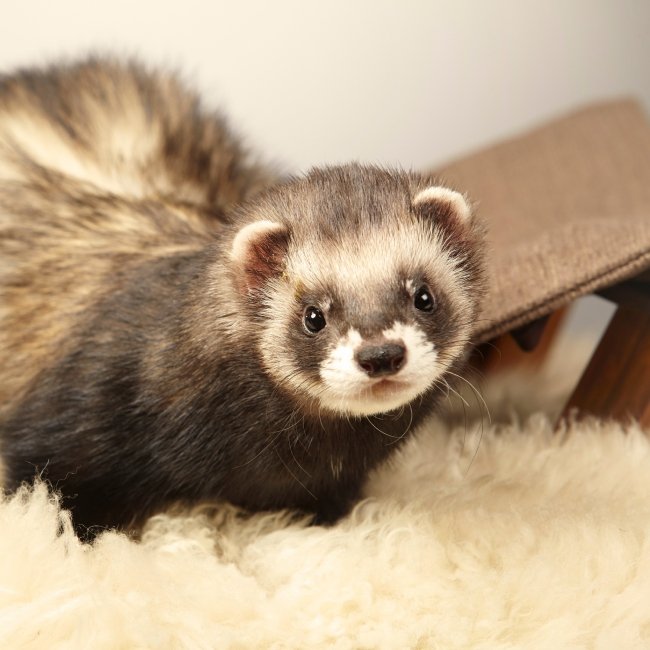 Small Animals for Sale – Petland Topeka, Kansas Pet Store Small Animals for Sale – Petland Topeka, Kansas Pet Store