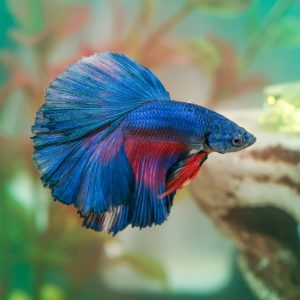 fish-betta