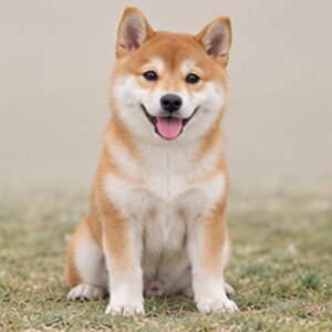 Shiba-Inu