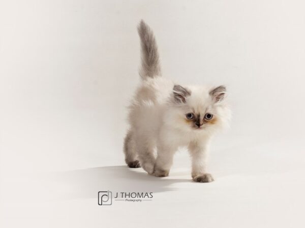 Persian-CAT-Female-Blue Point-17170-Petland Topeka, Kansas