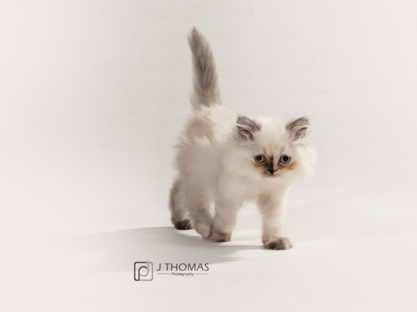 Persian CAT Female Blue Point 17170 Petland Topeka, Kansas