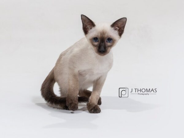 Siamese-CAT-Female-Seal Point-17193-Petland Topeka, Kansas