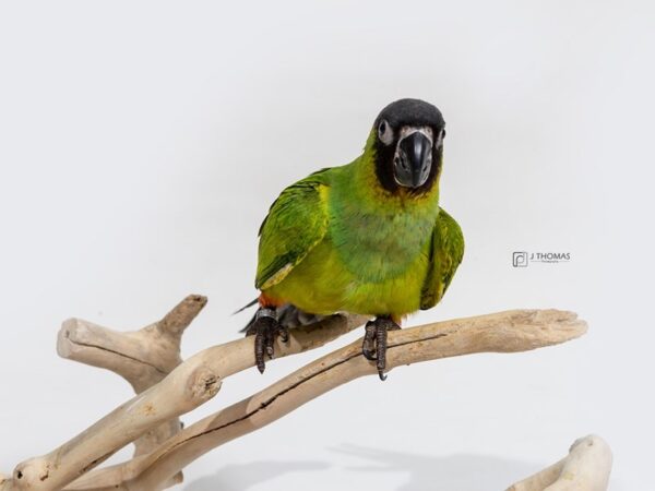 Nanday Conure-BIRD-Female-Black Capped-17169-Petland Topeka, Kansas