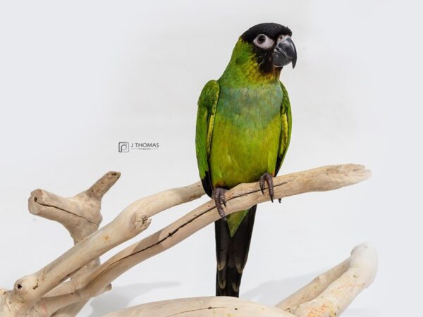Nanday Conure-BIRD-Female-Black Capped-17168-Petland Topeka, Kansas