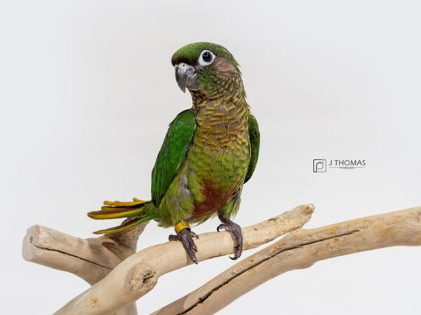 MAROON BELLIED CONURE BIRD Female 17164 Petland Topeka, Kansas