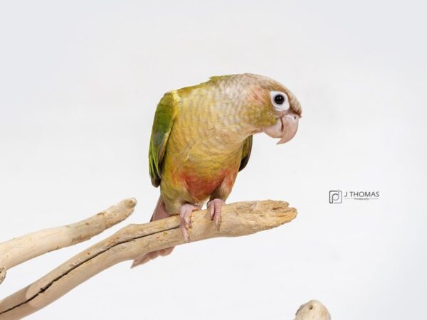 Yellow Sided Green Cheek Conure BIRD Male 16932 Petland Topeka, Kansas