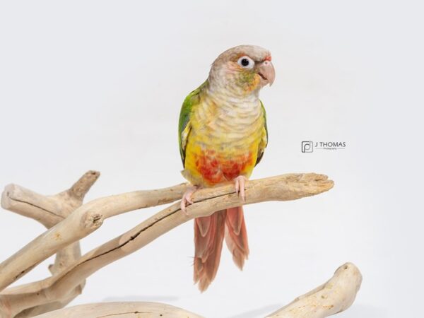 Pineapple Green Cheek Conure BIRD Male 16933 Petland Topeka, Kansas