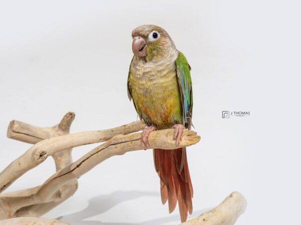 Pineapple Green Cheek Conure BIRD Male 16931 Petland Topeka, Kansas