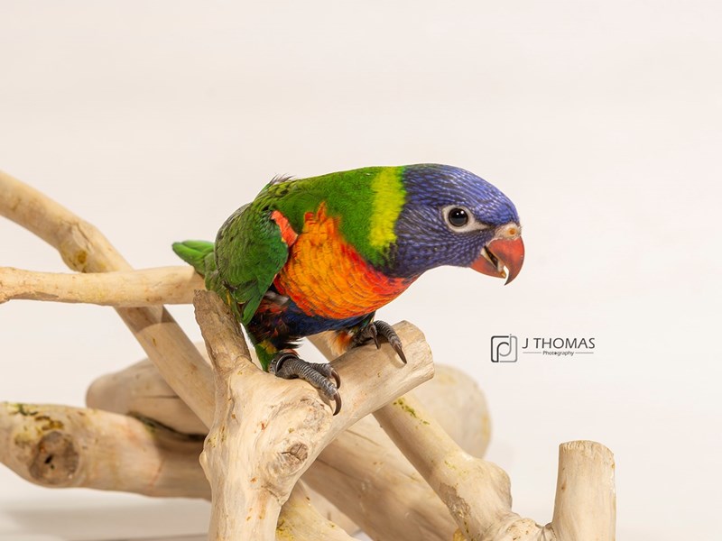 Rainbow Lory-BIRD-Female-Rainbow colored-2455944-Petland Topeka, Kansas