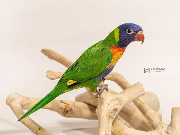 Rainbow Lory-BIRD-Female-Rainbow colored-17166-Petland Topeka, Kansas