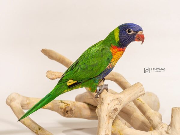 Rainbow Lory BIRD Female Rainbow colored 17166 Petland Topeka, Kansas