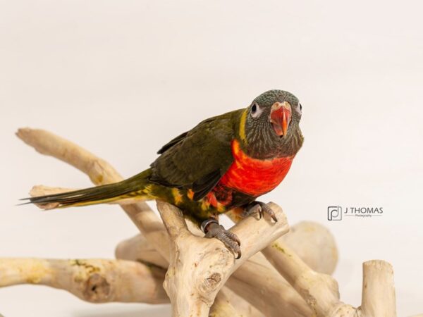 Olive green Mutation of Blue Swainson Mountain Lor BIRD Female Olive Green 17165 Petland Topeka, Kansas