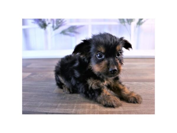 Yorkshire Terrier DOG Male Black / Tan 17226 Petland Topeka, Kansas