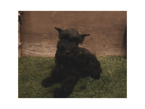 Miniature Schnauzer-DOG-Female-Black-17248-Petland Topeka, Kansas