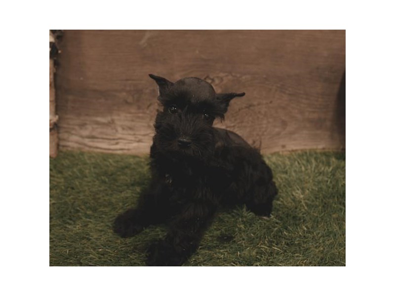 Miniature Schnauzer-DOG-Female-Black-2495052-Petland Topeka, Kansas