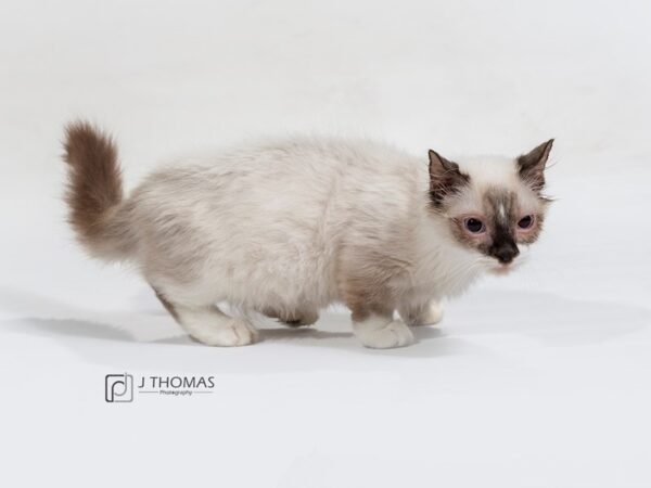 Munchkin-CAT-Male-Sl Pnt-17218-Petland Topeka, Kansas