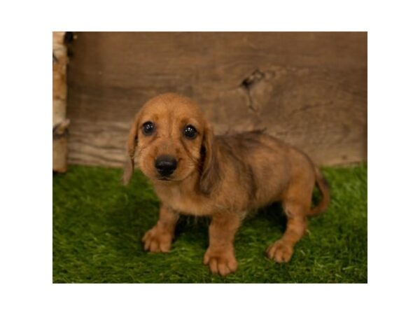 Dachshund DOG Female Wild Boar 17265 Petland Topeka, Kansas