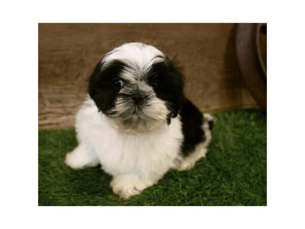 Shih Tzu DOG Male Black / White 17266 Petland Topeka, Kansas