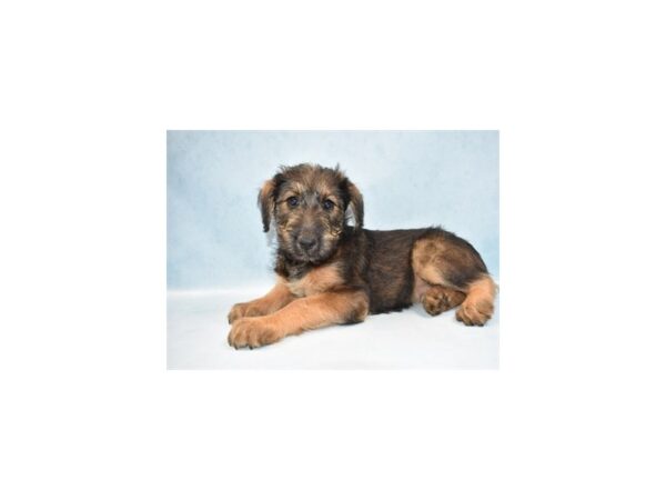 Airedale Terrier DOG Female Black and Tan 17291 Petland Topeka, Kansas