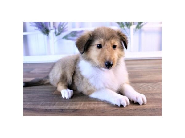 Shetland Sheepdog DOG Female Sable / White 17305 Petland Topeka, Kansas