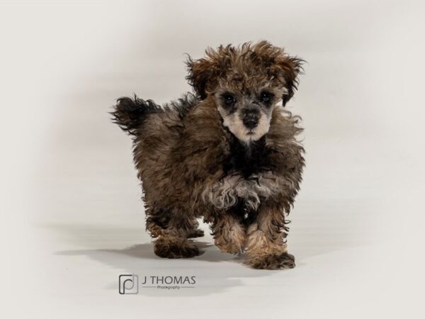 Miniature Poodle-DOG-Male--17298-Petland Topeka, Kansas