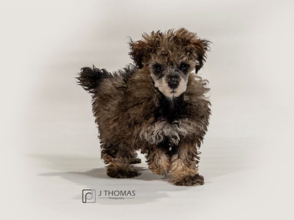 Miniature Poodle DOG Male 17298 Petland Topeka, Kansas