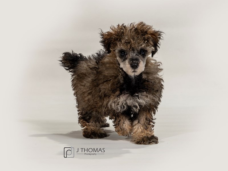 Miniature Poodle-DOG-Male--2511883-Petland Topeka, Kansas