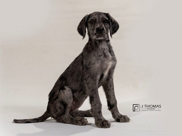 Great Dane/Standard Poodle DOG Female Merle 17320 Petland Topeka, Kansas