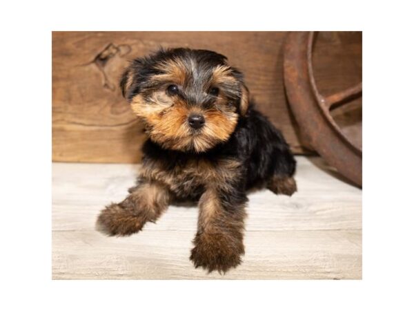 Yorkshire Terrier DOG Female Black / Tan 17345 Petland Topeka, Kansas