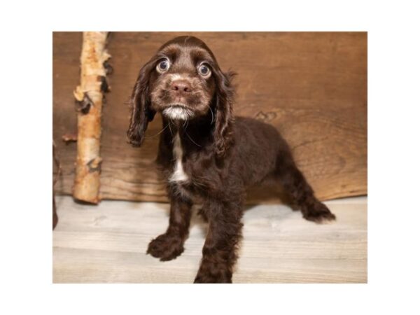 Cocker Spaniel-DOG-Female-Brown-17339-Petland Topeka, Kansas