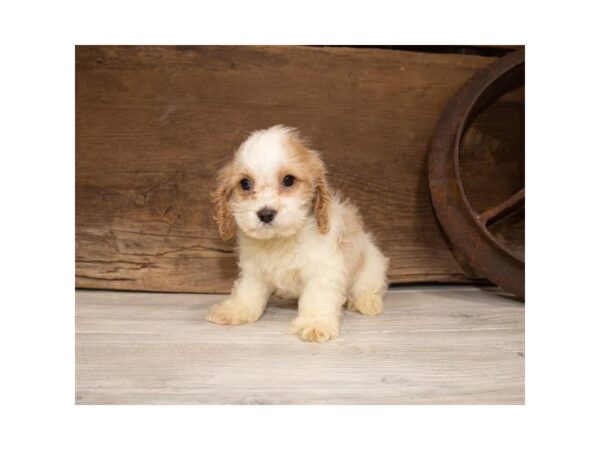 Cock A Poo DOG Female Buff / White 17349 Petland Topeka, Kansas