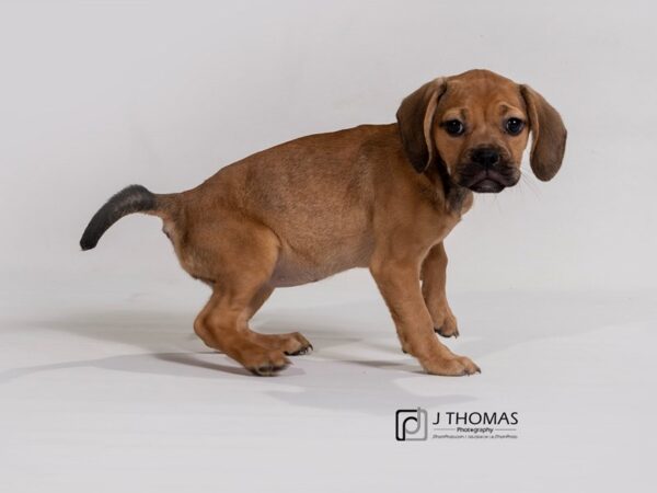 Puggle DOG Female 17296 Petland Topeka, Kansas