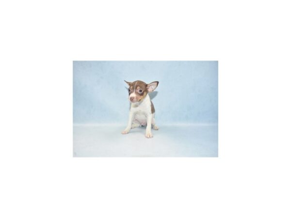 Toy Fox Terrier DOG Male White Chocolate and Tan 17356 Petland Topeka, Kansas