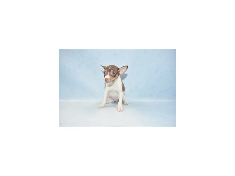 Toy Fox Terrier-DOG-Male-White Chocolate and Tan-2537741-Petland Topeka, Kansas