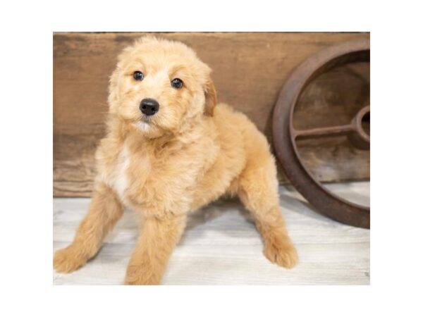 Goldendoodle-DOG-Female-Golden-17372-Petland Topeka, Kansas