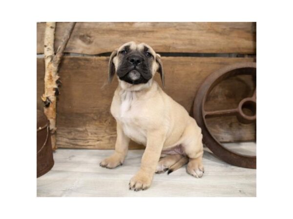 English Mastiff-DOG-Female-Fawn-17368-Petland Topeka, Kansas