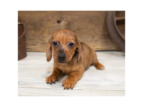 Dachshund DOG Male Red 17362 Petland Topeka, Kansas