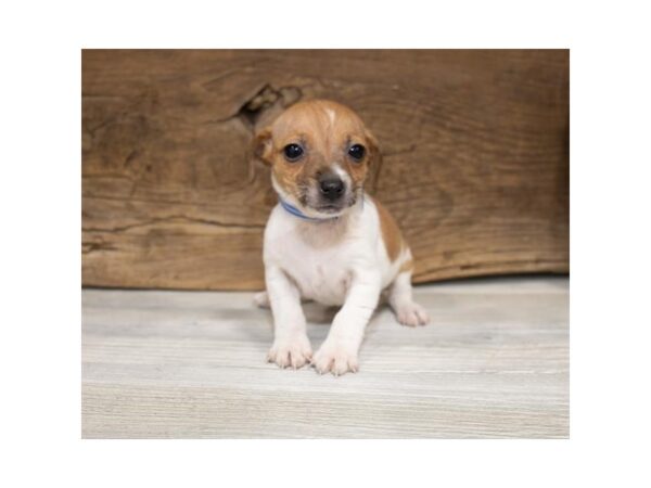 Jack Russell Terrier DOG Female White 17367 Petland Topeka, Kansas