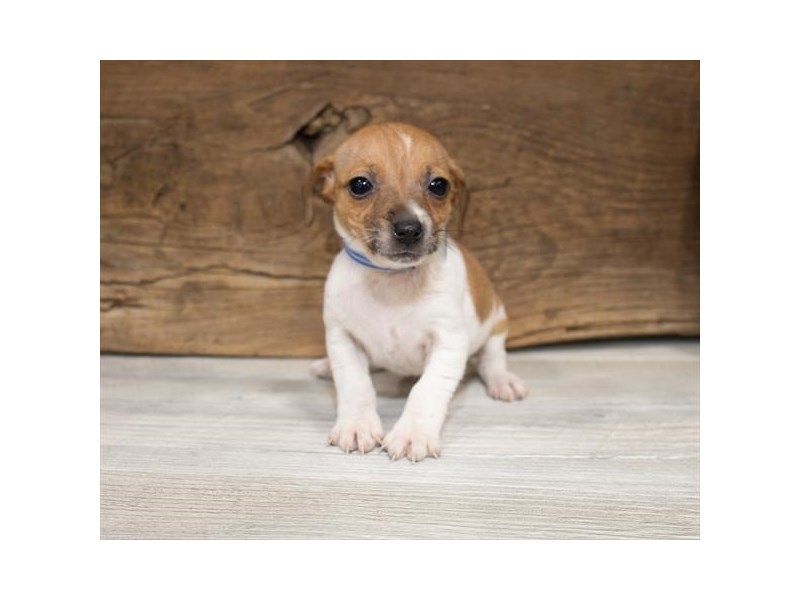 Jack Russell Terrier-DOG-Female-White-2540775-Petland Topeka, Kansas