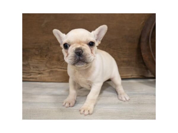 French Bulldog DOG Female Cream 17390 Petland Topeka, Kansas