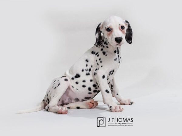 Dalmatian DOG Female 17382 Petland Topeka, Kansas