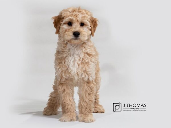 2nd Generation Mini Goldendoodle-DOG-Male--17381-Petland Topeka, Kansas